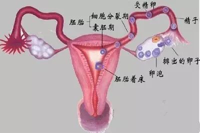输卵管详细说明书,只此一份!